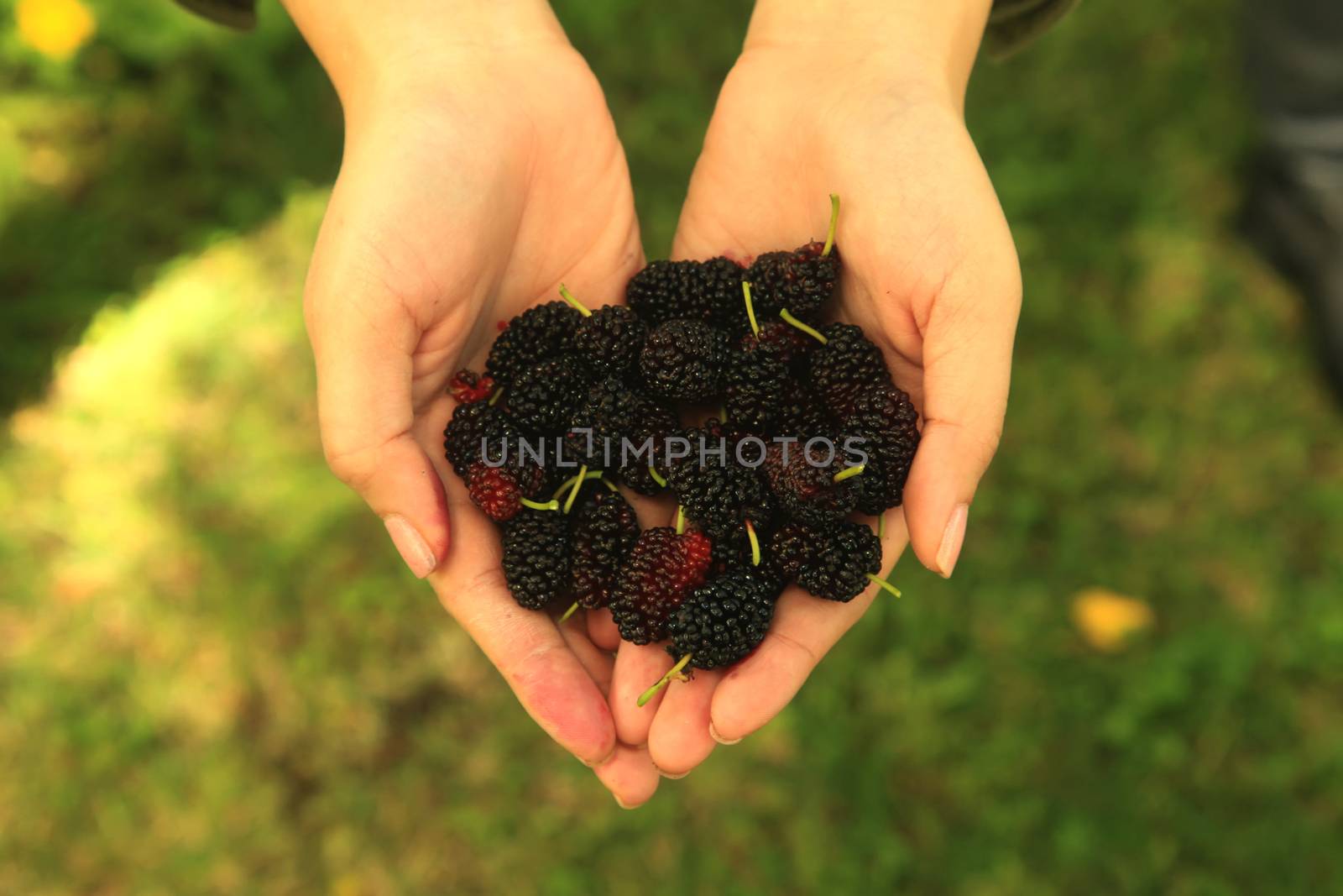 Handful of Mulberry Berries Fresh and Sweet