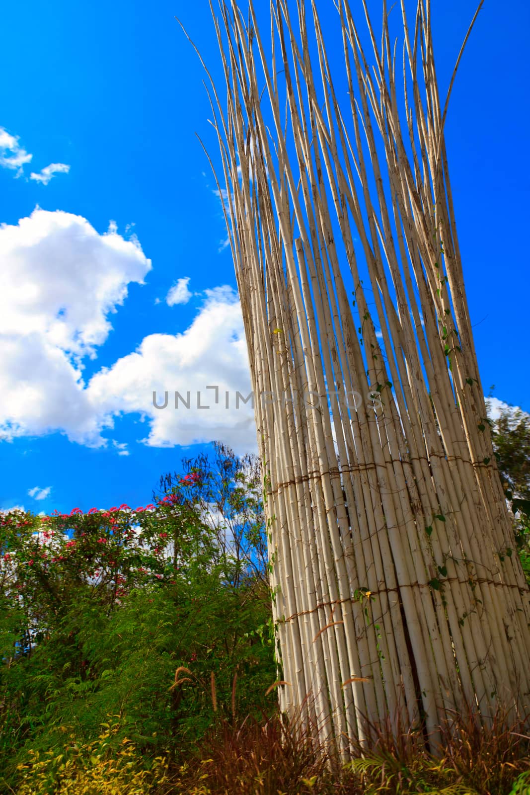 Bamboo trees grow up to blue sky and cross each other.