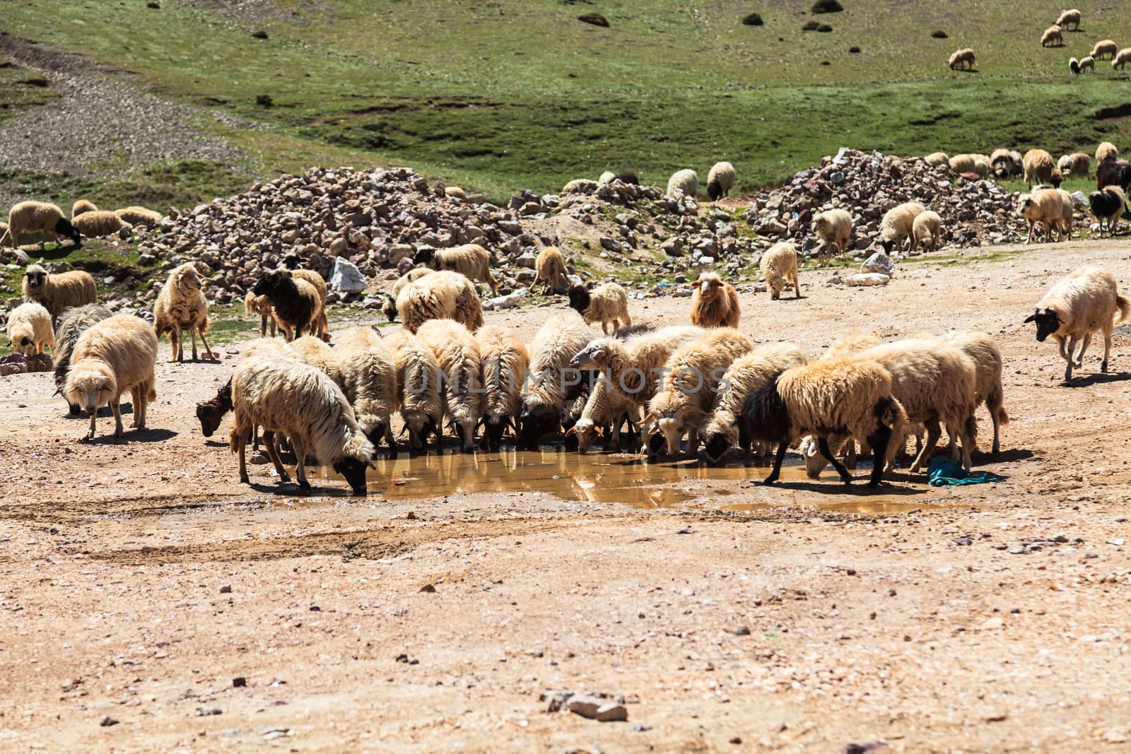 Flock of mountain goats drinking water at atlas mountain in morocco