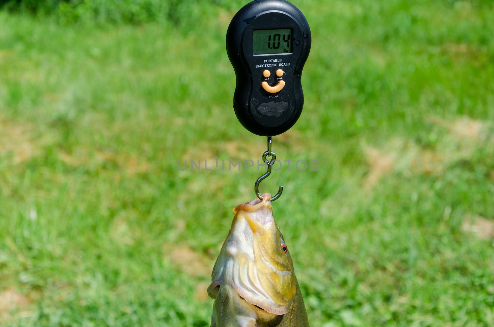 closeup weights shiny big tench fish by sauletas