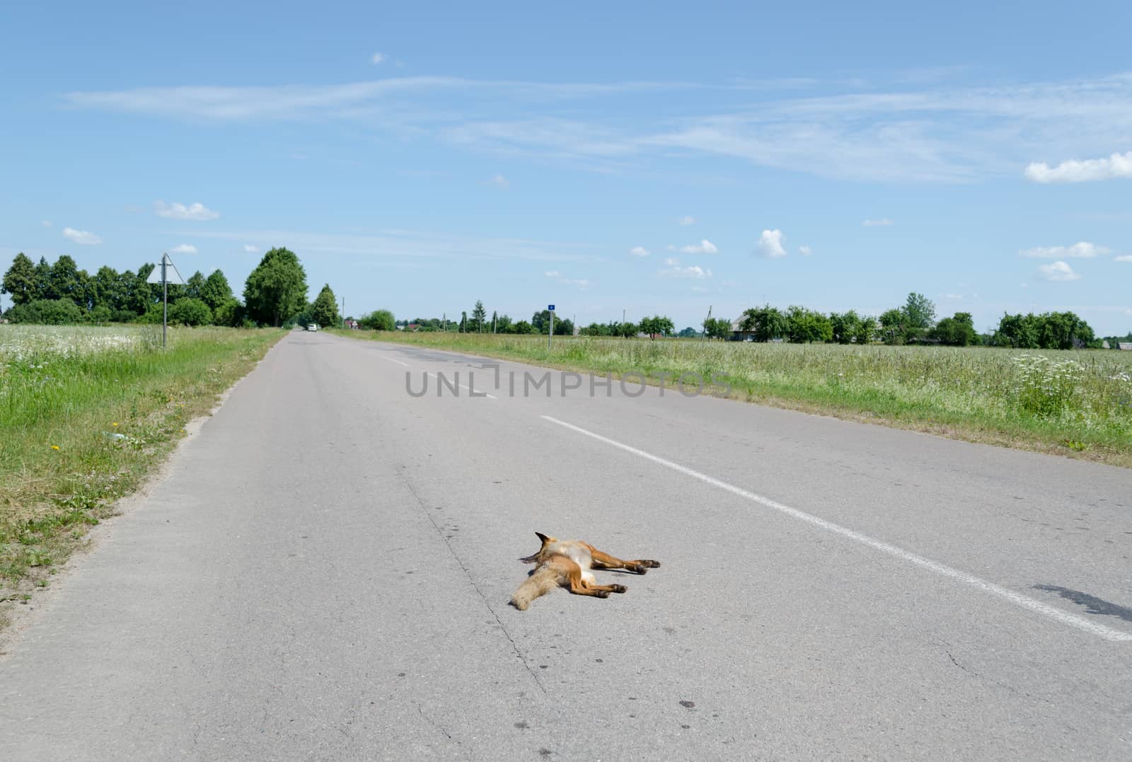 on the asphalt along the meadow lying wounded fox