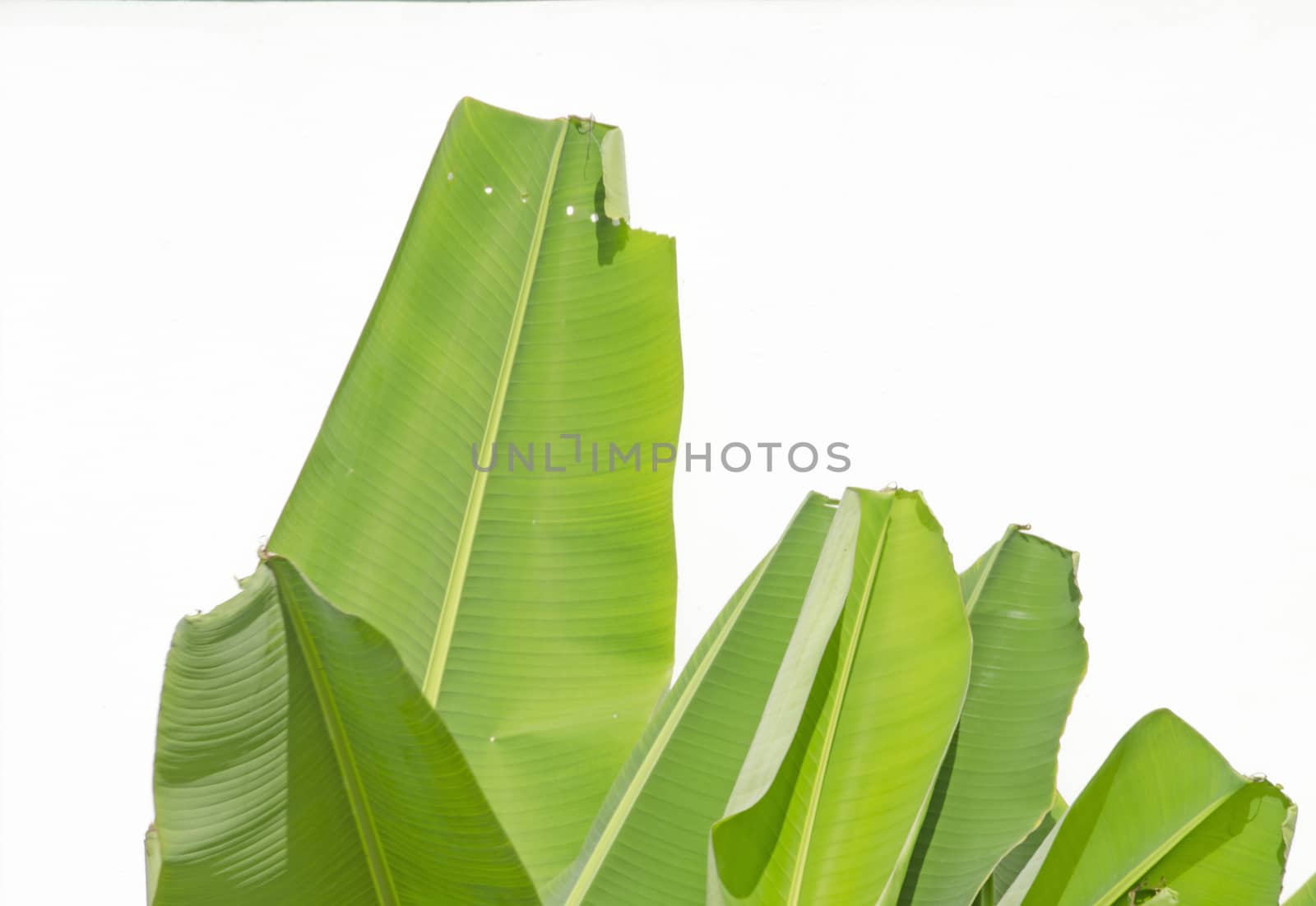 The Bright Banana Leaf on White Wall Background