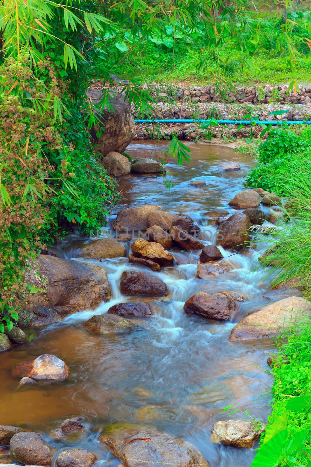 Forest creek running through the stones.