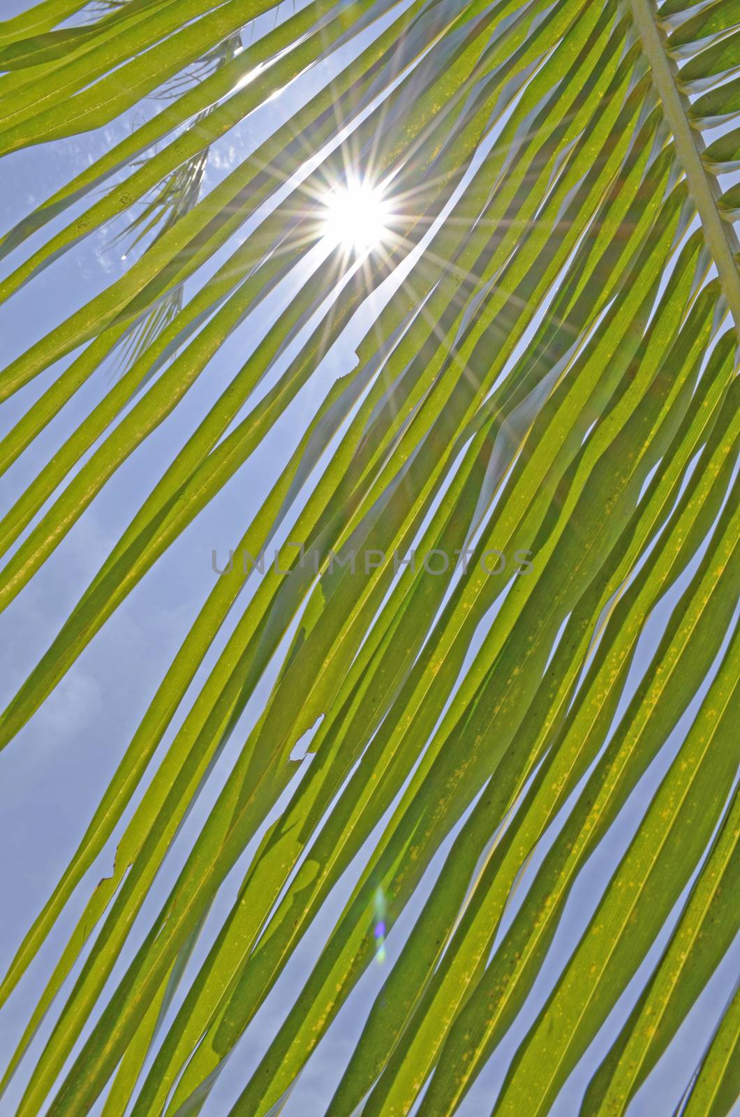 The Coconut Leaf with Sunshine and Blue Sky