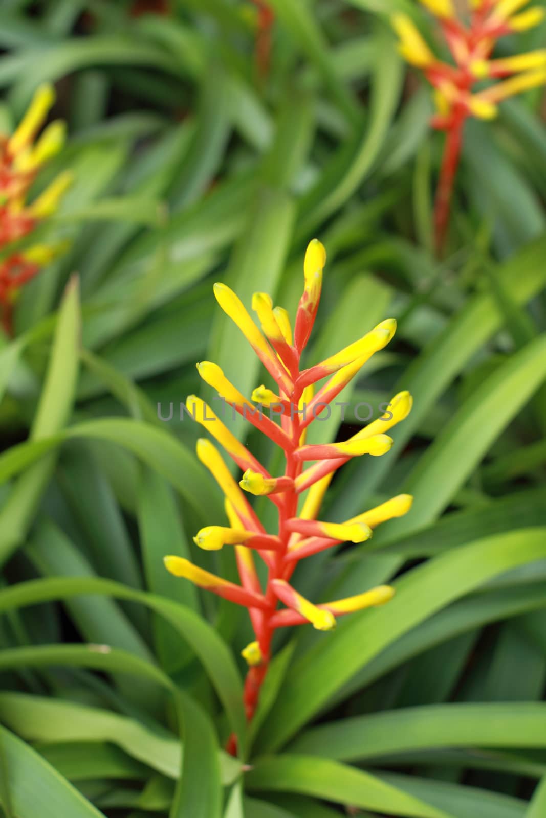 Bromeliads is a plant that has leaves and beautiful flower