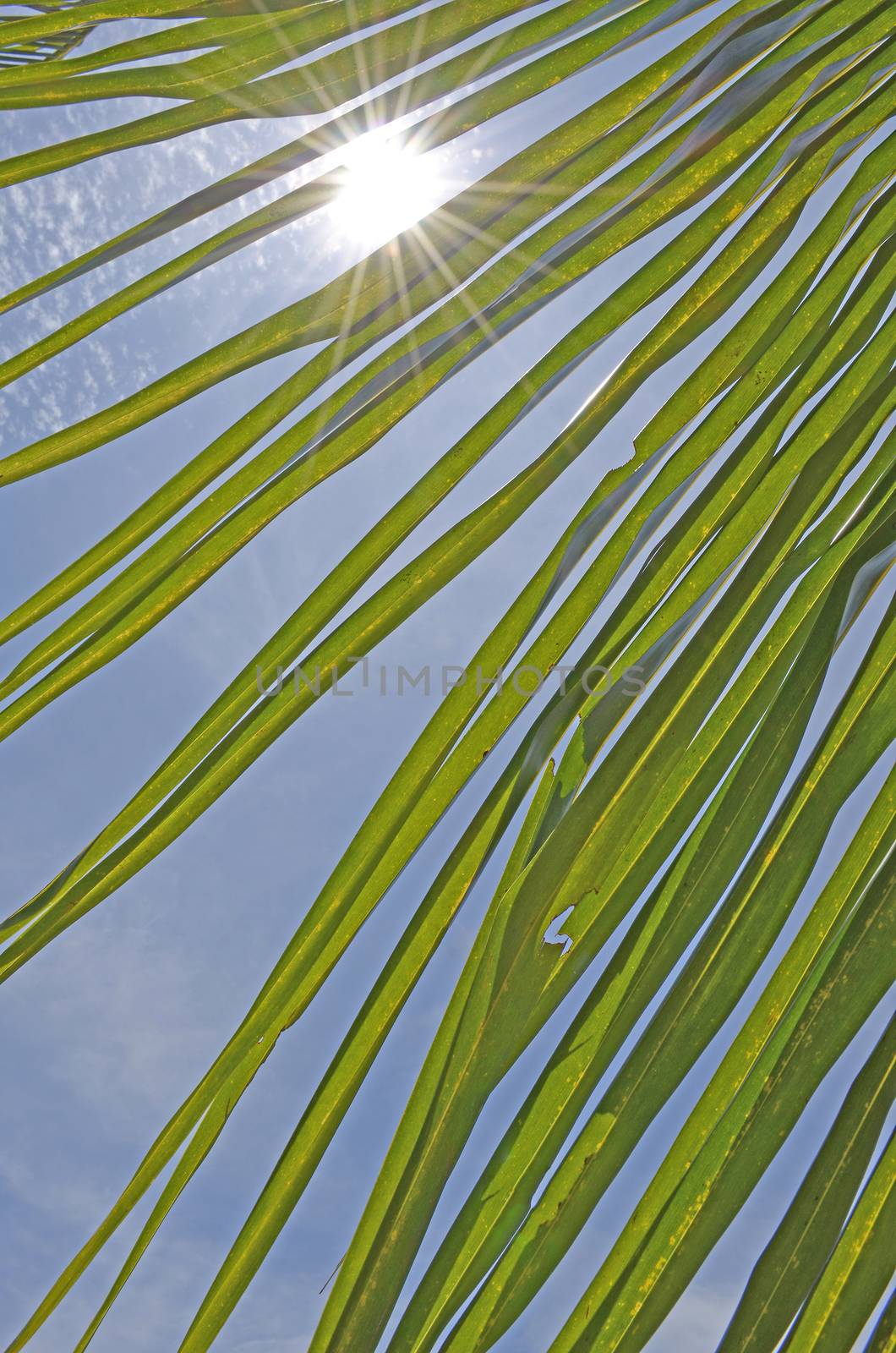 The Coconut Leaf with Sunshine and Blue Sky