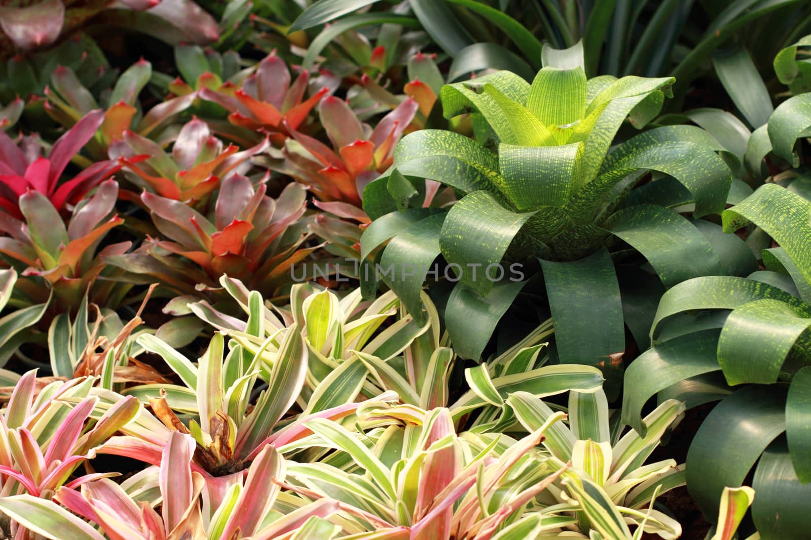 Bromeliads is a plant with beautiful leaves