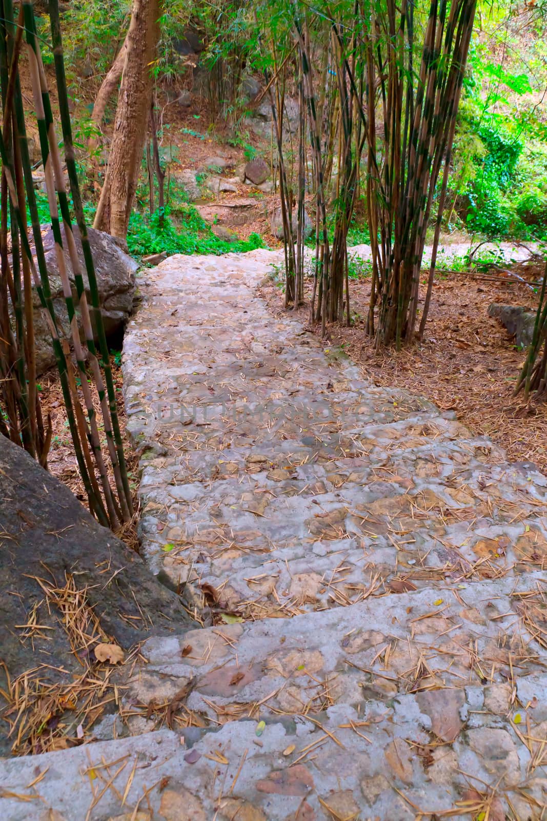 Way down old stair in home garden.