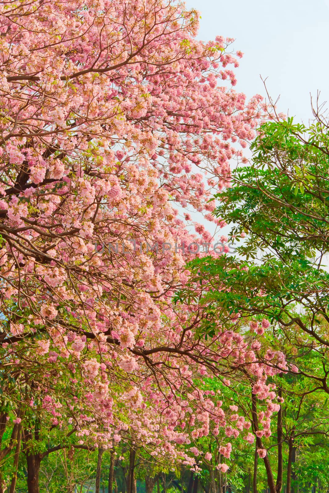 Pink Tabebuia flower blooming in Spring season.