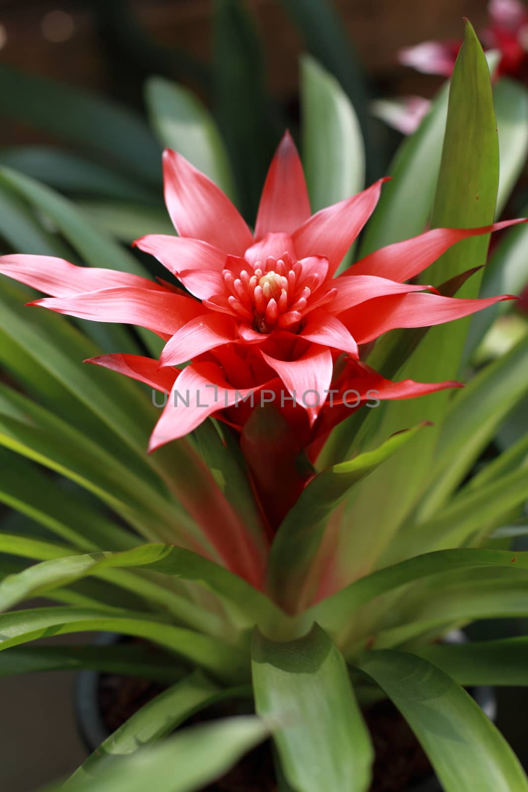 Bromeliads is a plant that has leaves and beautiful flower