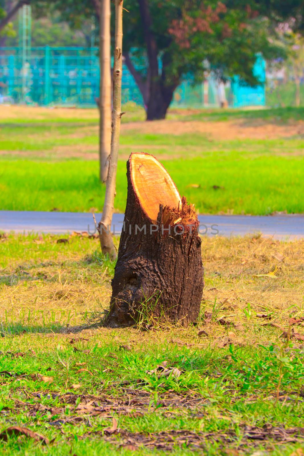 Tree that was cut from the garden.