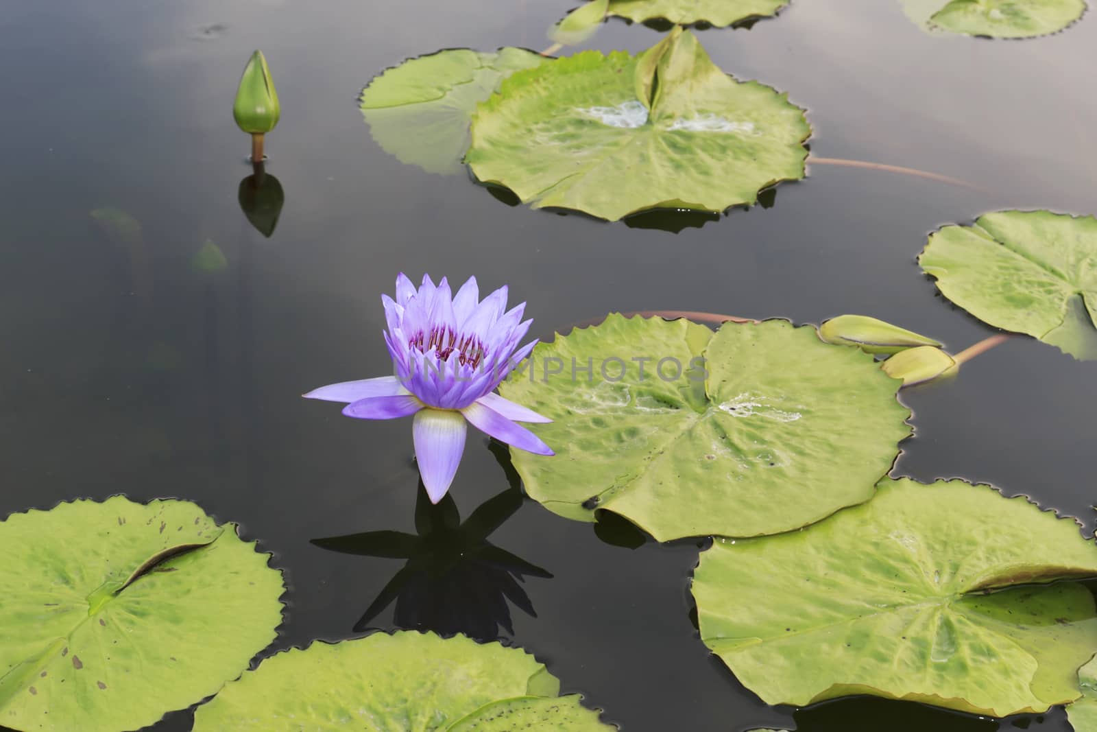 summer river with floating pink water lily.