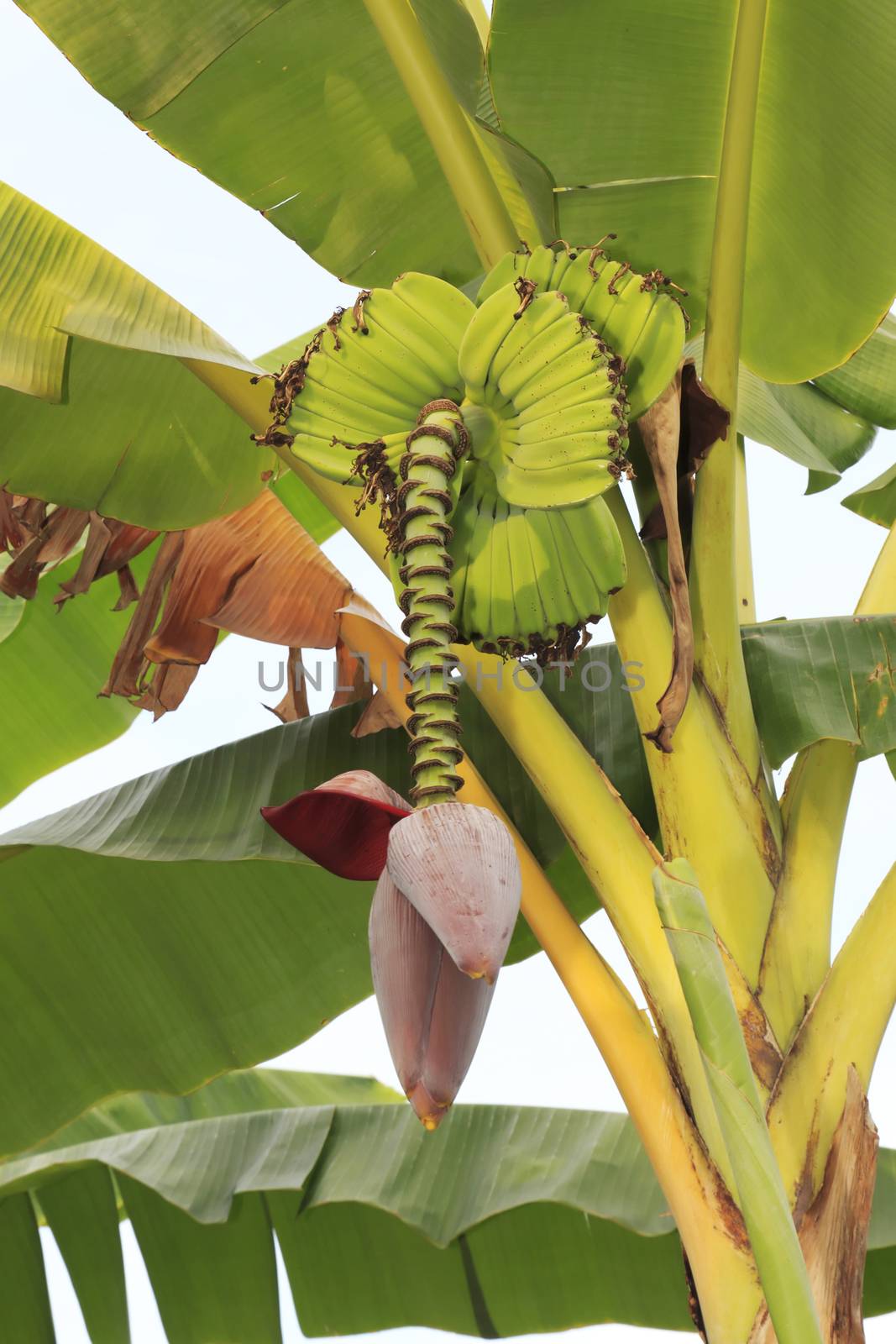 Banana flower eaten as delicious vegetable, Banana tree with a bunch of bananas.