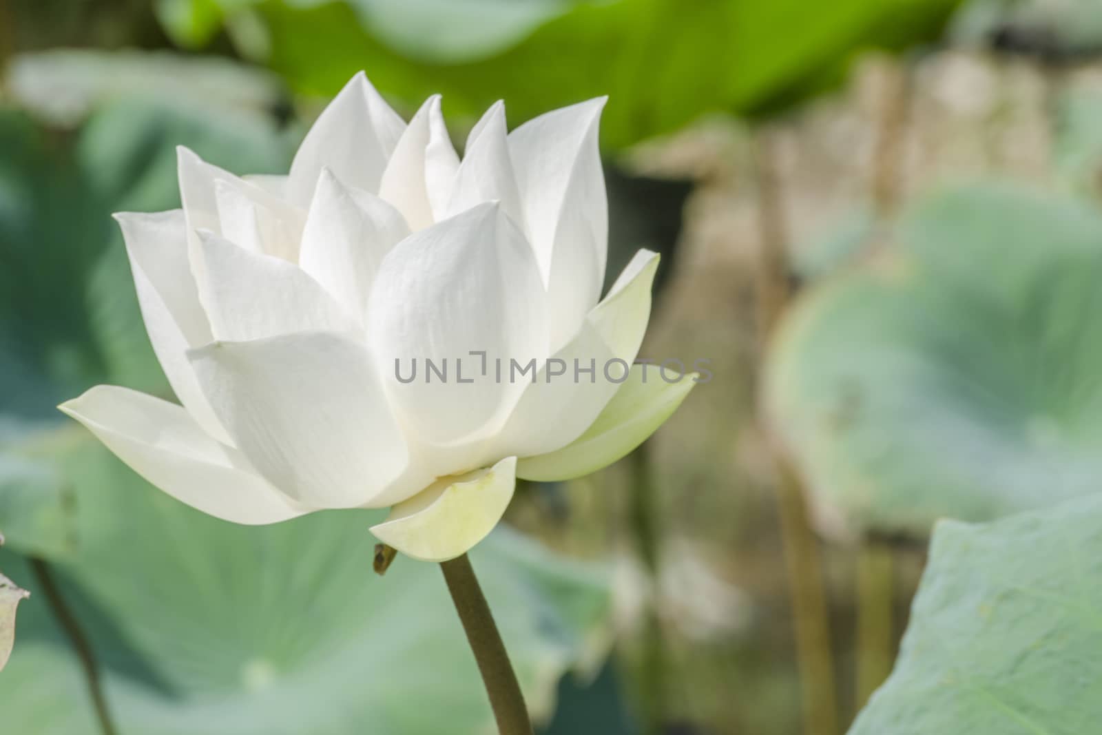 White Lotus in Basin