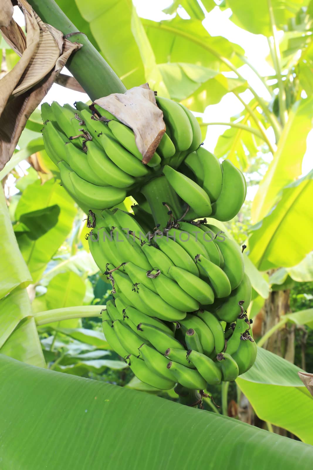 Close up shot of a Banana tree with a bunch of bananas.