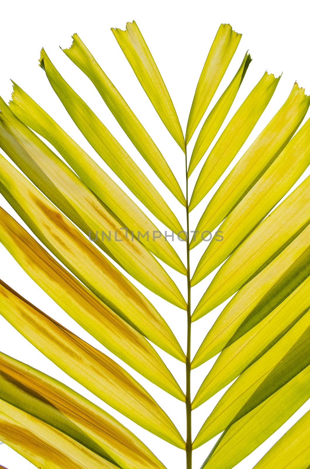 Petal palm Leaf by kobfujar