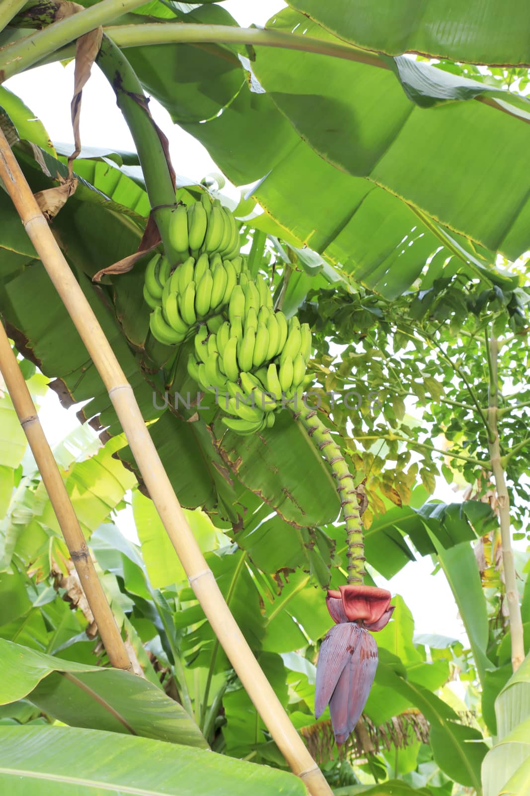 Close up shot of a Banana tree with a bunch of bananas.