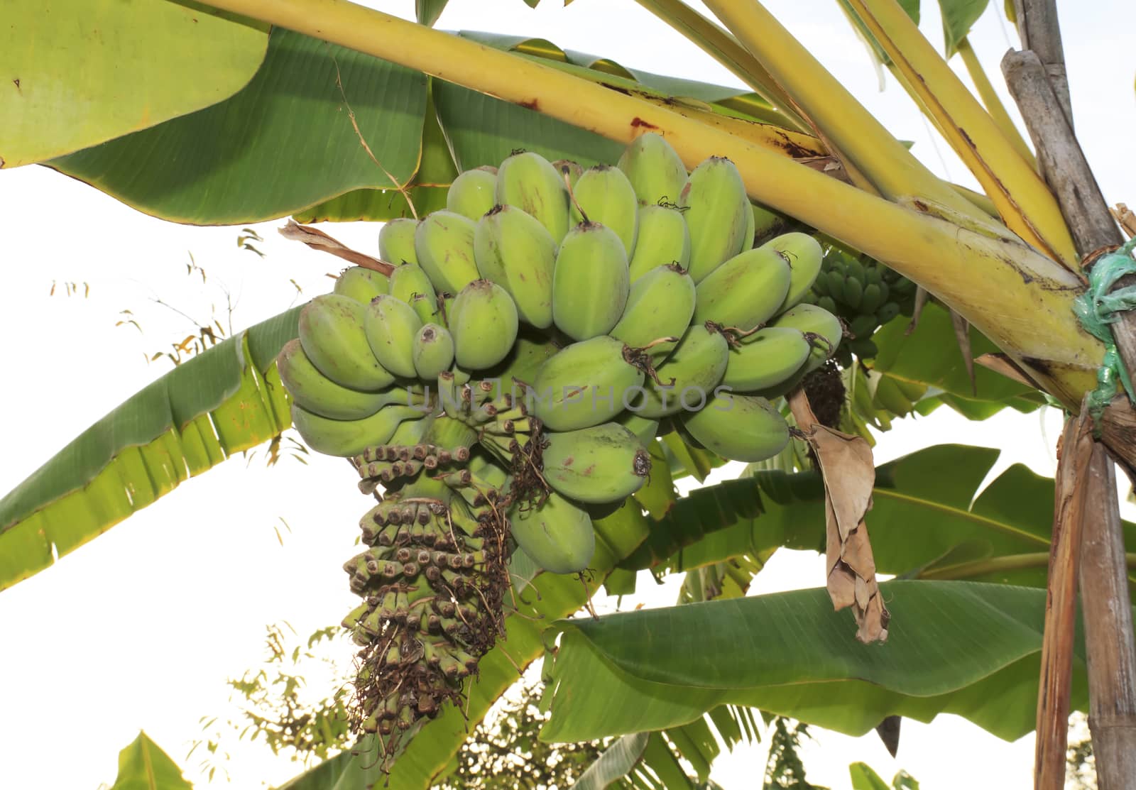 Close up shot of a Banana tree with a bunch of bananas.