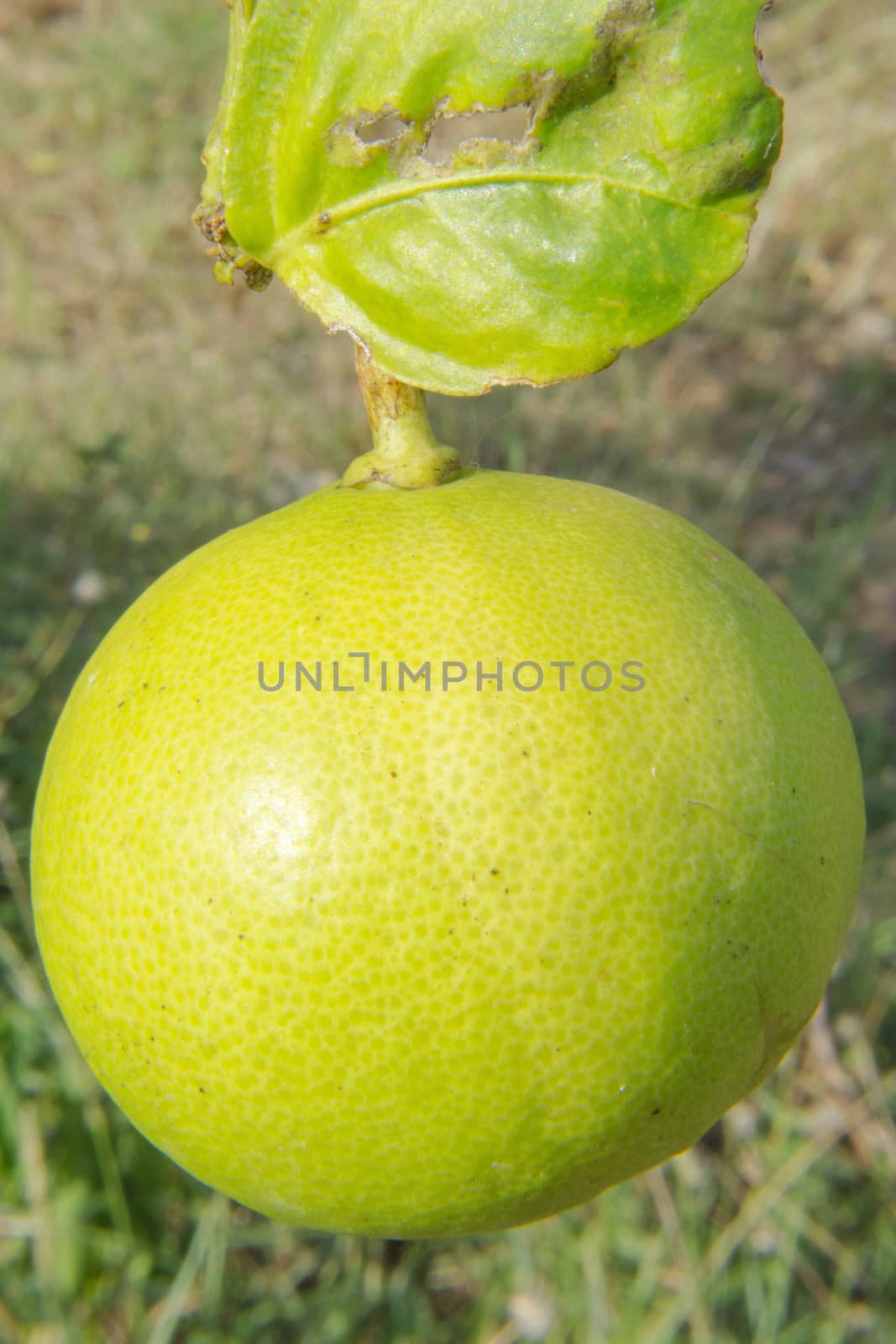 A Green-Yellow Lemon hang on the Tree