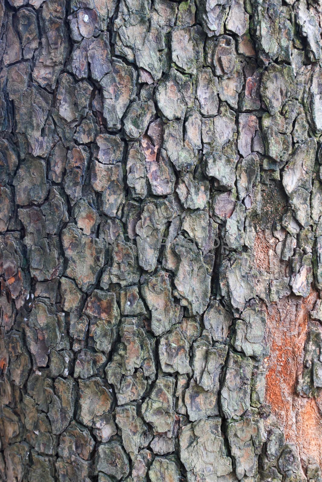 Texture shot of brown tree bark, closeup of cracked tree trunk.