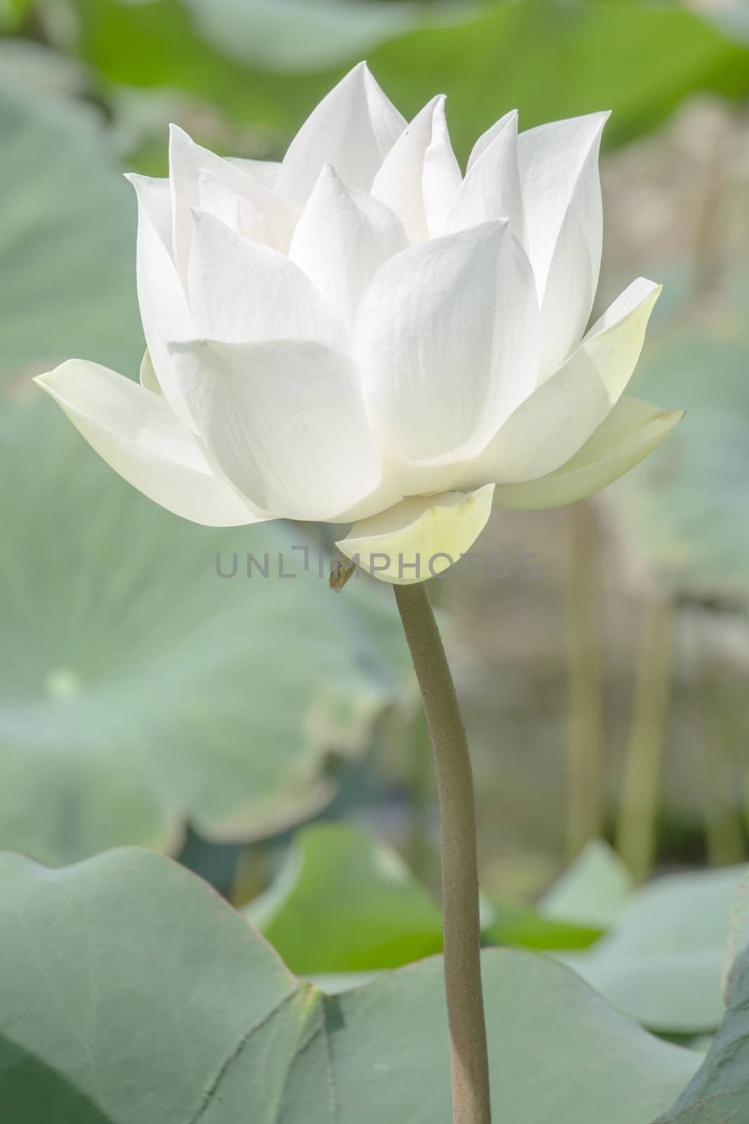 White Lotus in Basin by kobfujar