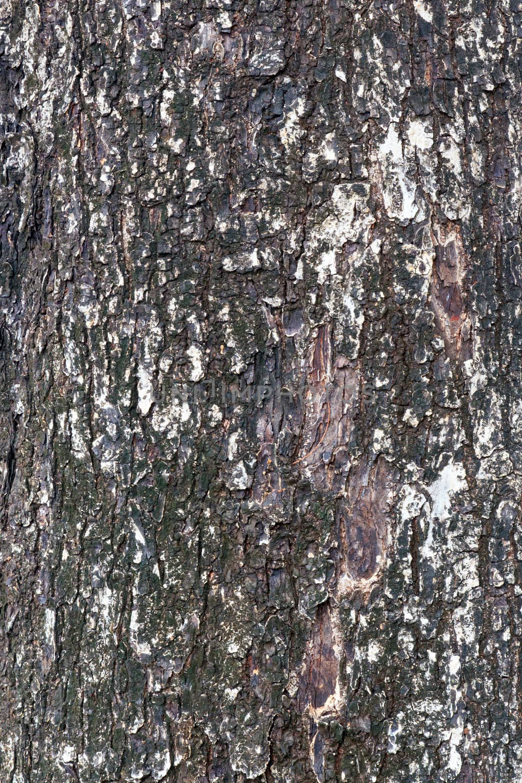 Texture shot of brown tree bark, closeup of cracked tree trunk.