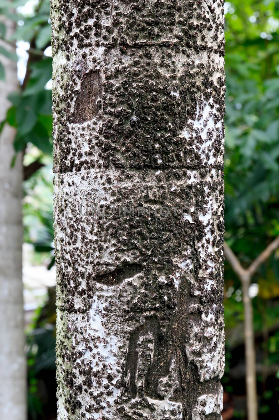 Texture shot of brown tree bark, closeup of cracked tree trunk.