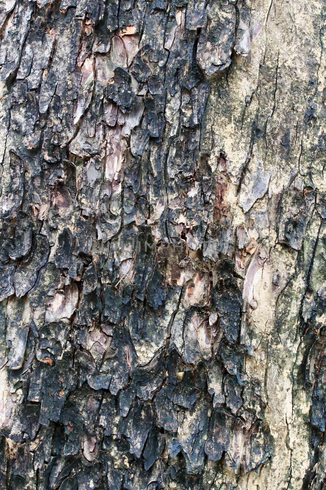 Texture shot of brown tree bark, closeup of cracked tree trunk.