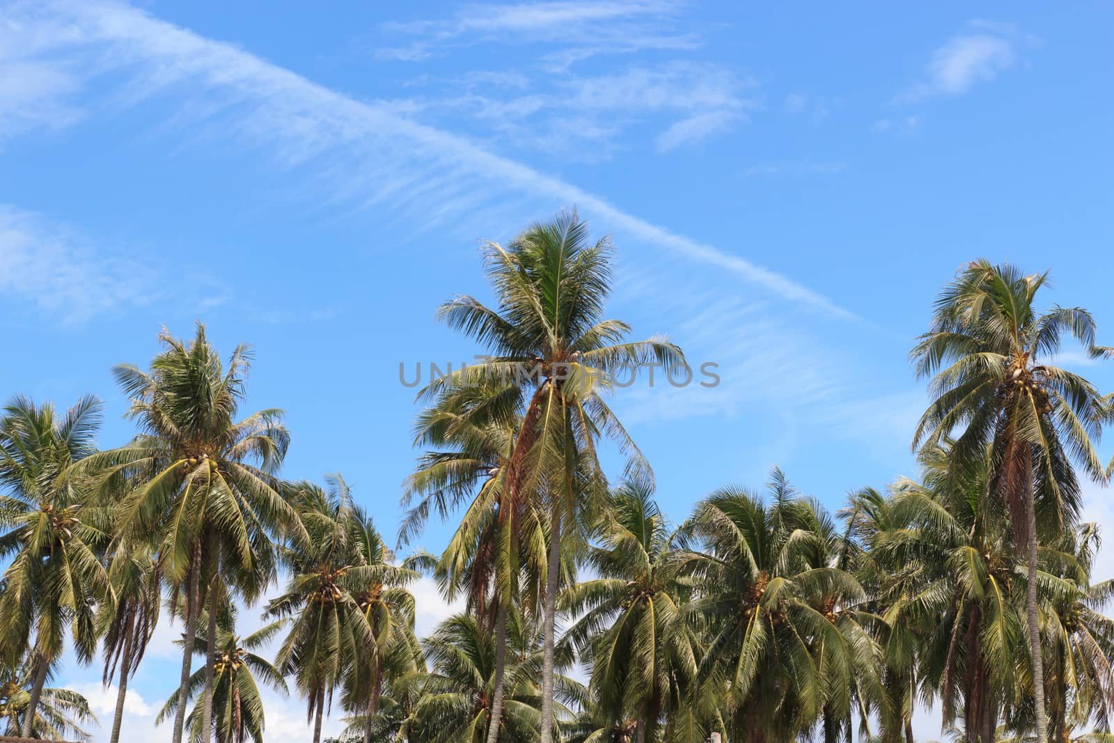 Palm trees with coconut under blue sky. 