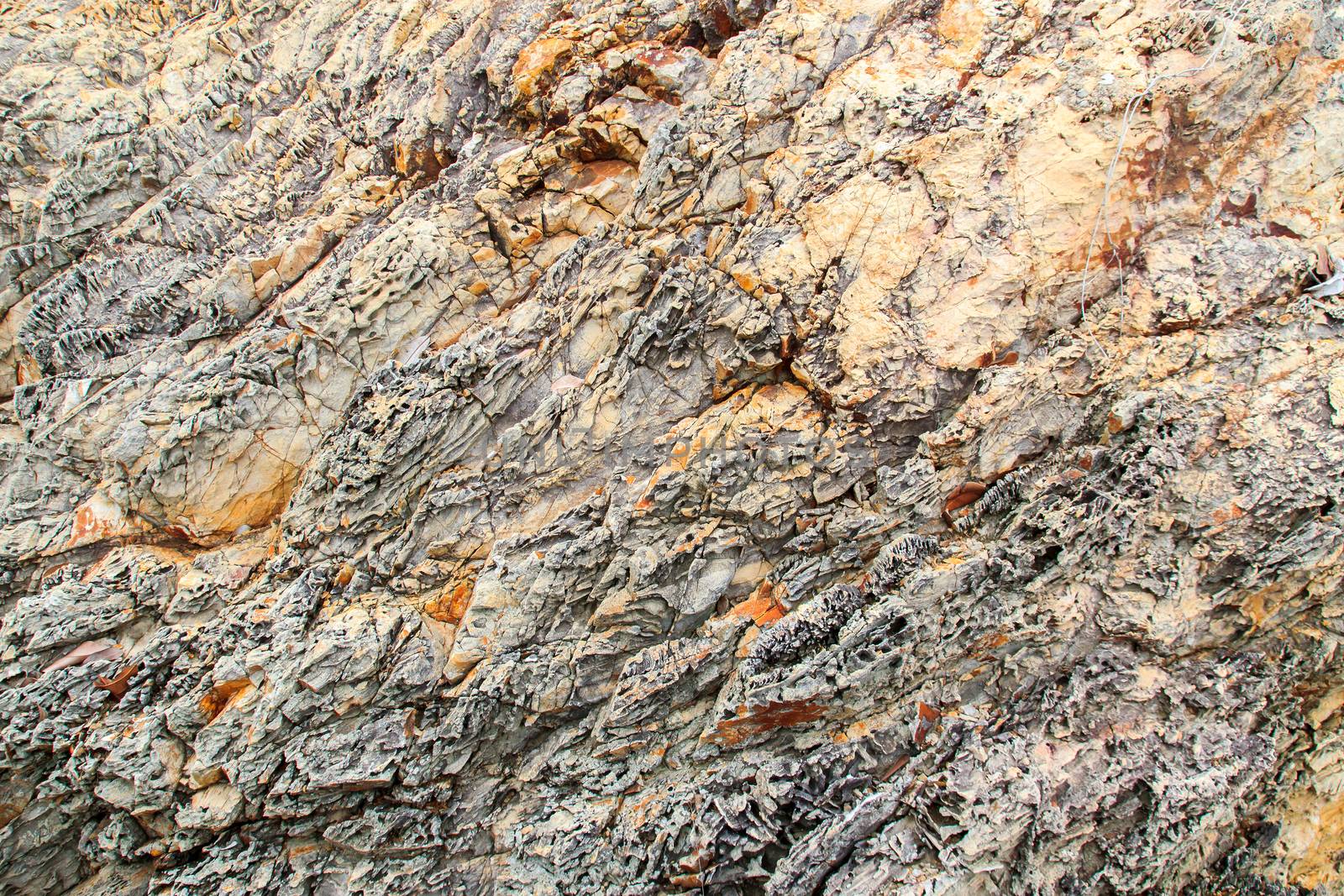 An texture from a close up of coral rock.