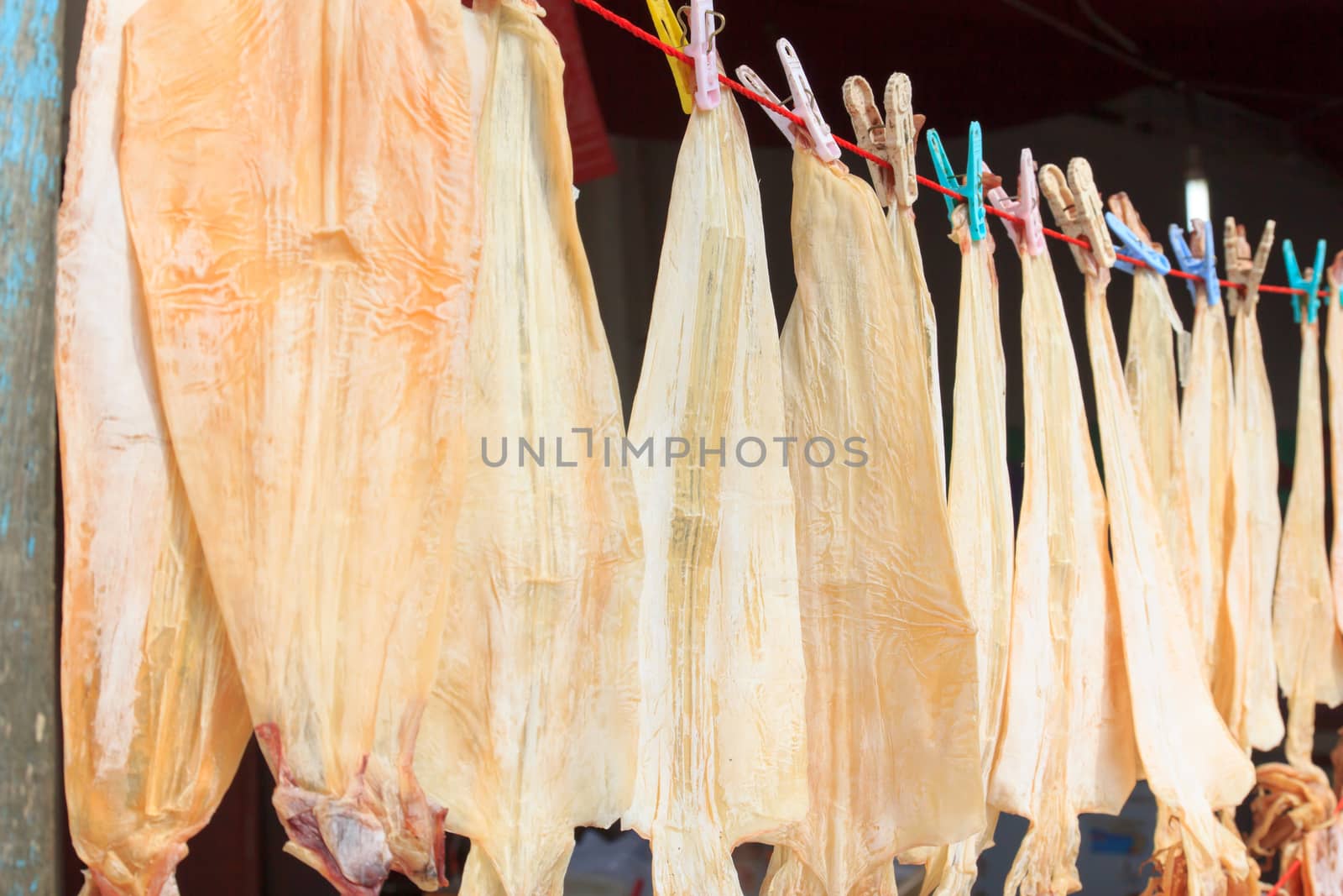 Dried squid is hanging aligned direct sunlight.
