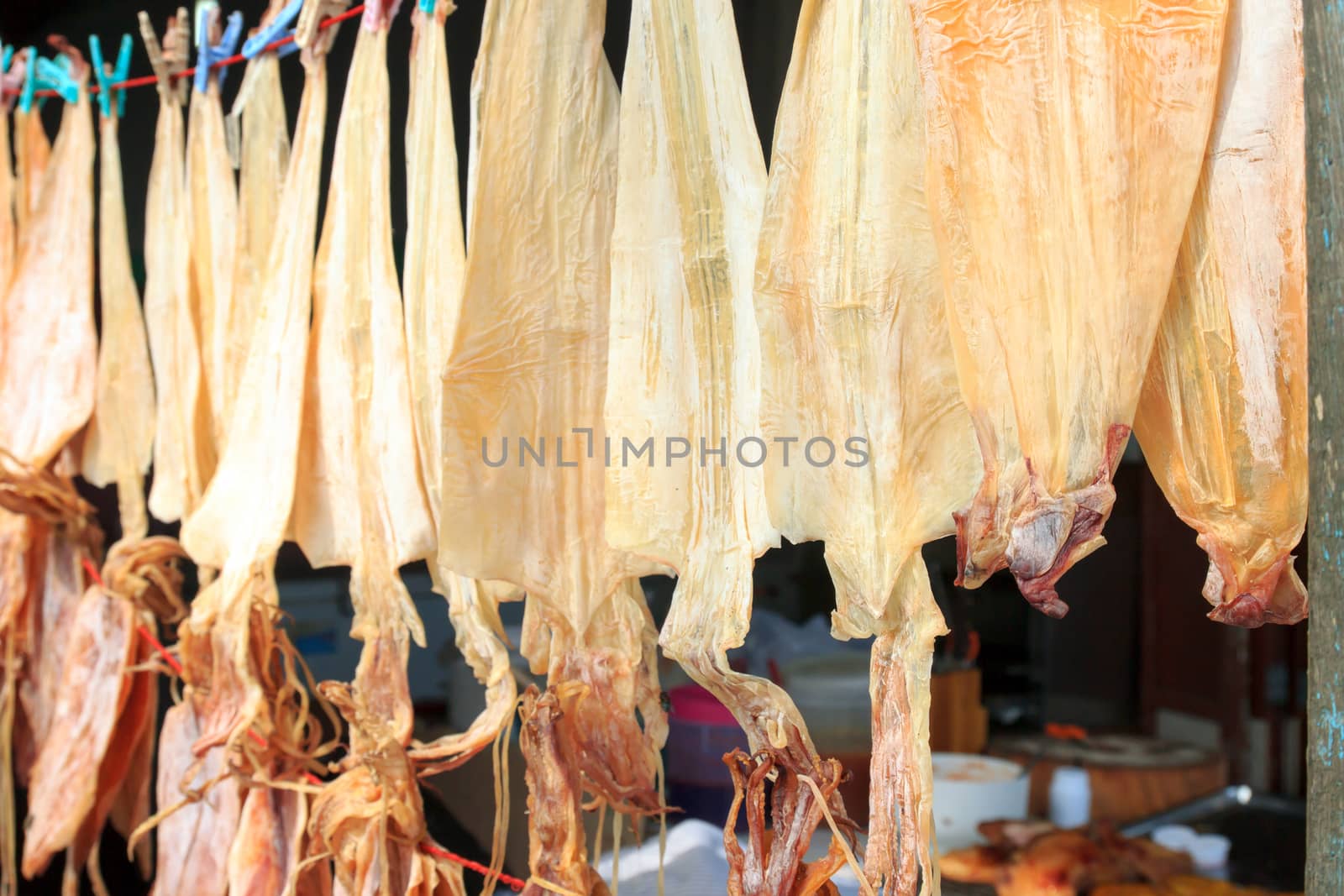 Dried squid is hanging aligned direct sunlight.