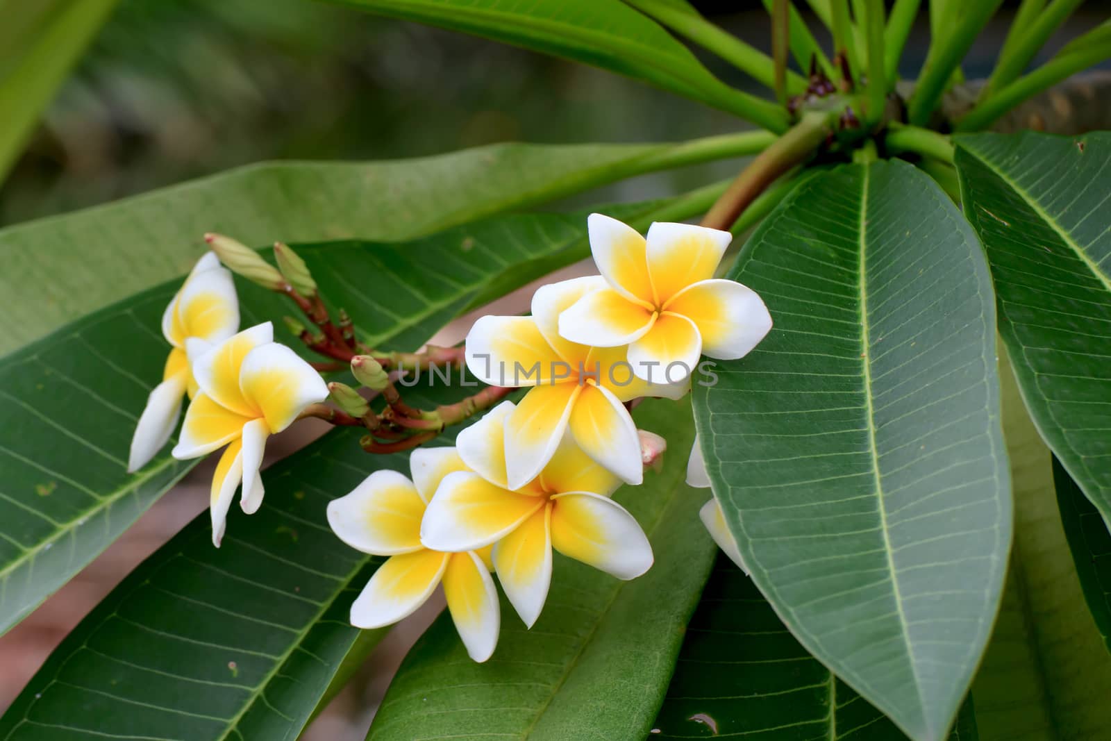 White and yellow frangipani flowers with leaves in background.