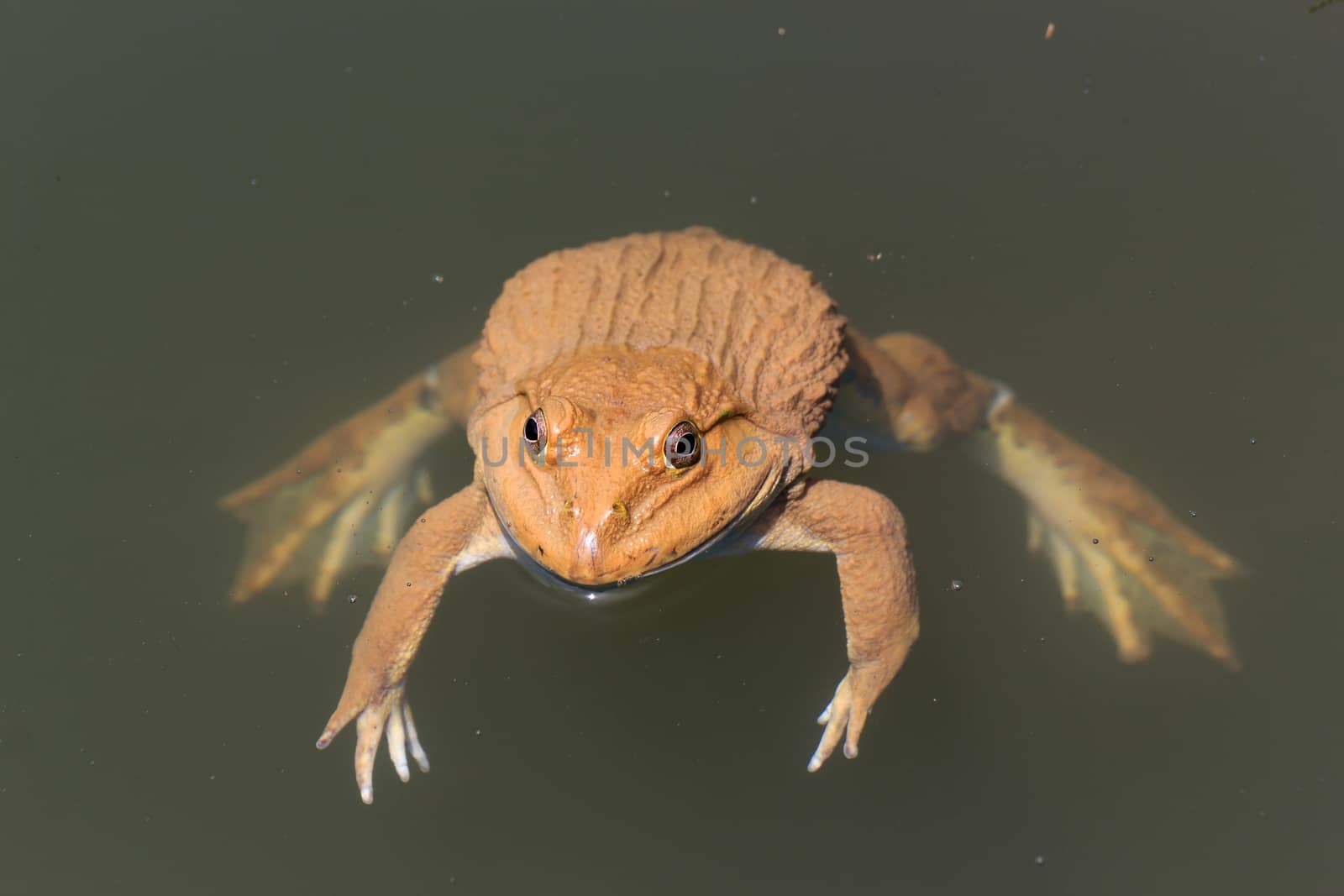 The brown frog live in a pond.