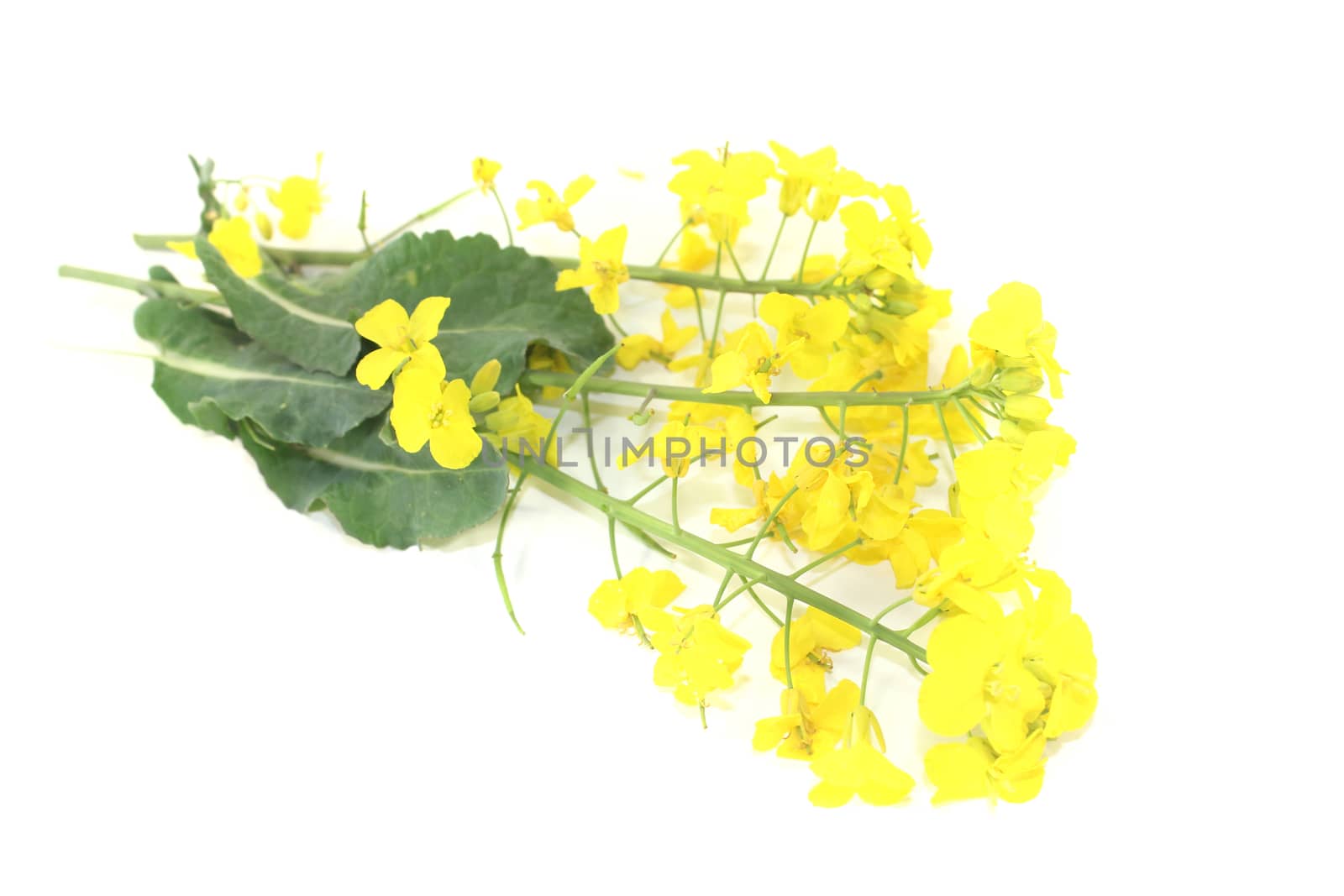 fresh yellow Rapeseed blossoms on a light background
