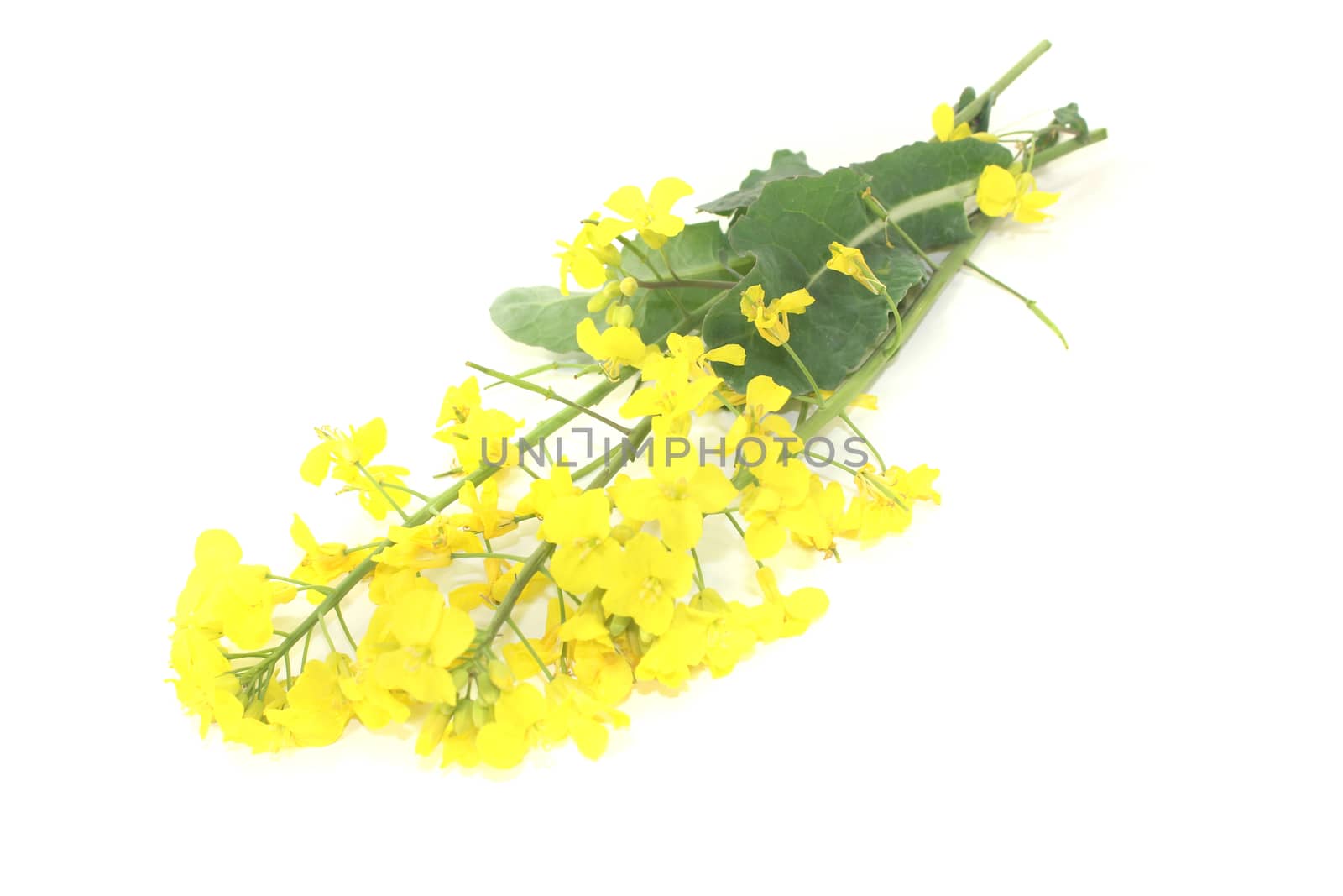 yellow Rapeseed blossoms on a light background