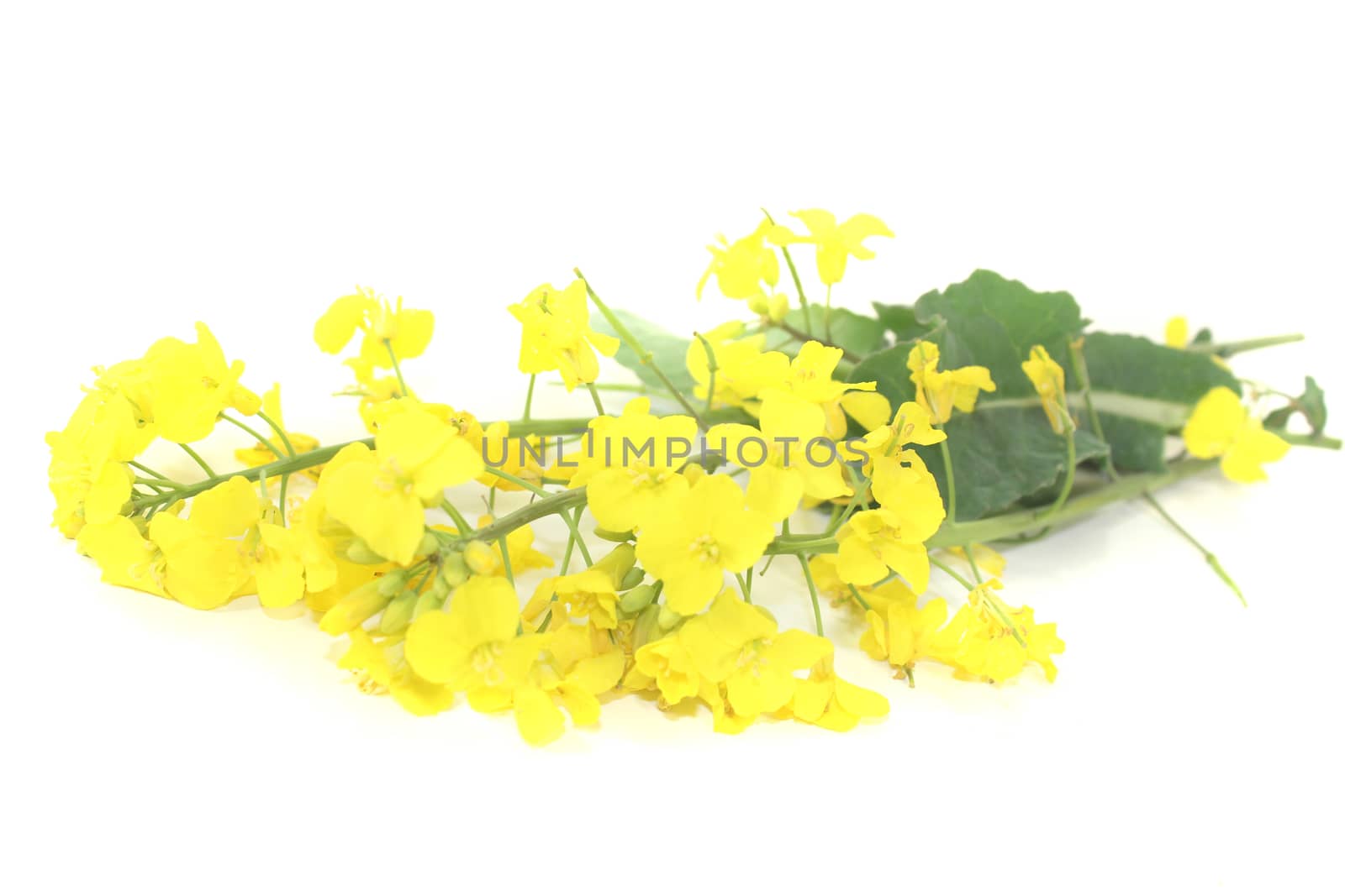 fresh rape blossoms by discovery