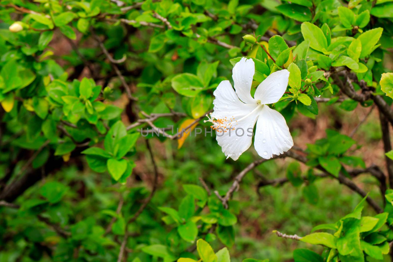 A white hibiscus flower on green background.