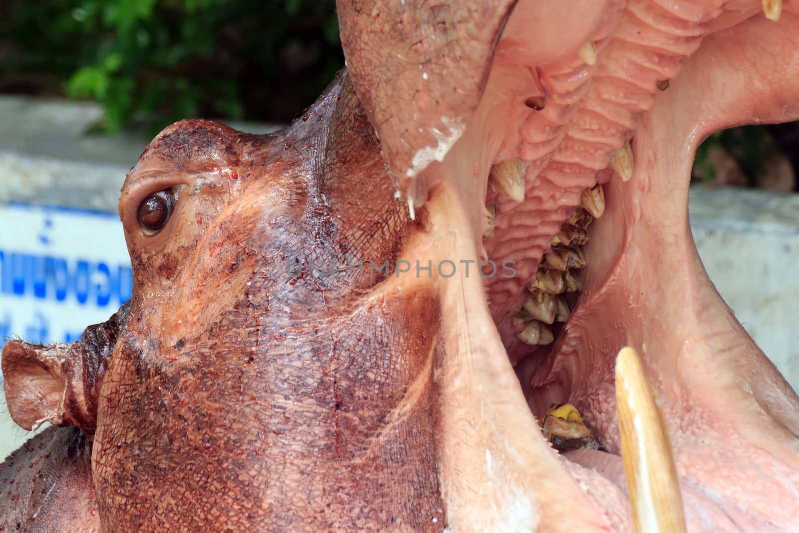 Hippos are jaw for waiting to eat.