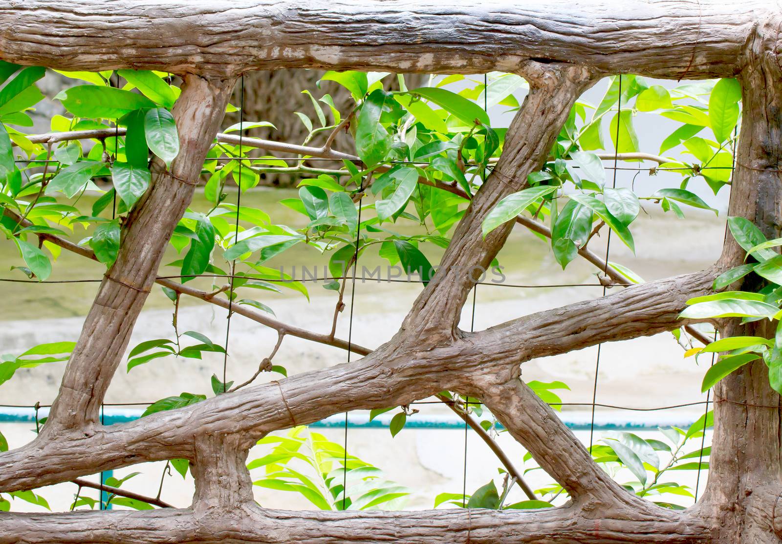 Climbing ivy with wooden fence post decorated in a park.