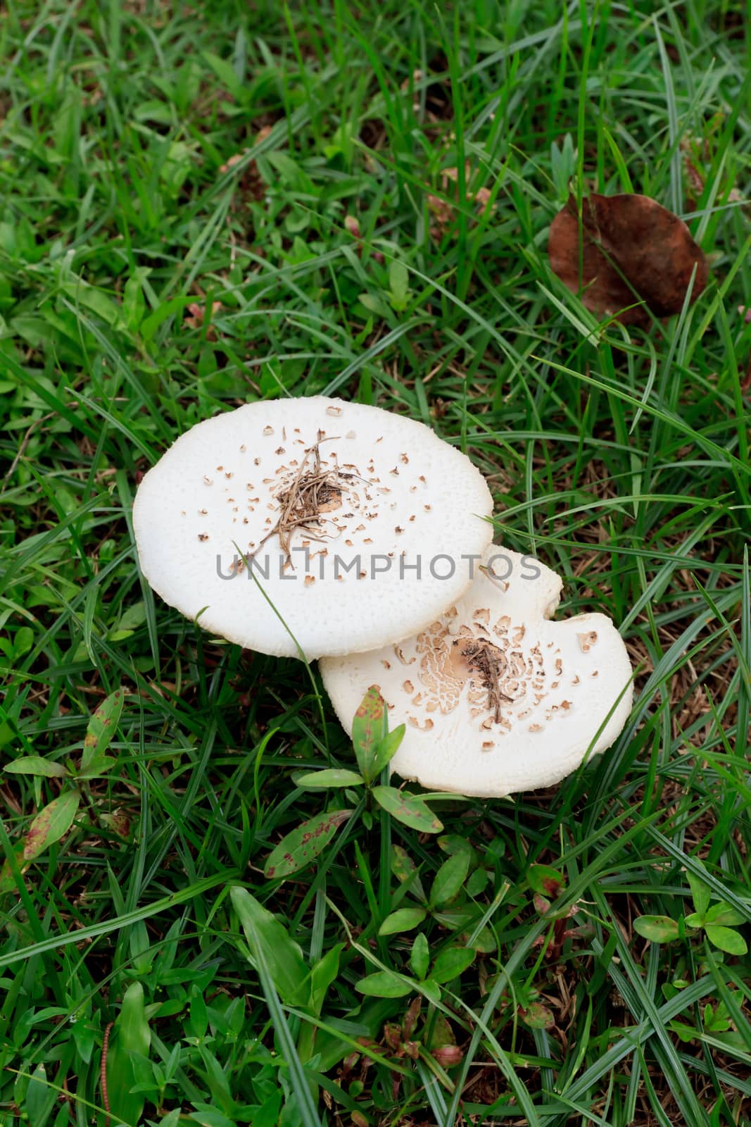 Large white mushrooms in a green grass lawn.