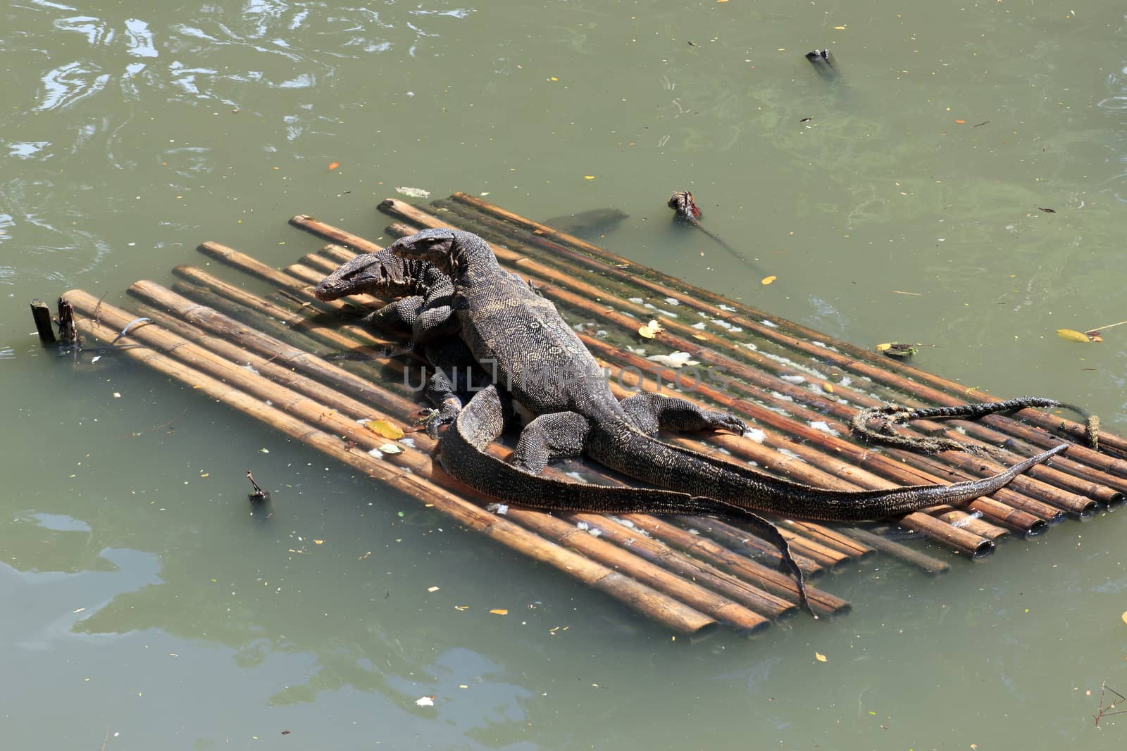 Two wild lizard on a bamboo raft
