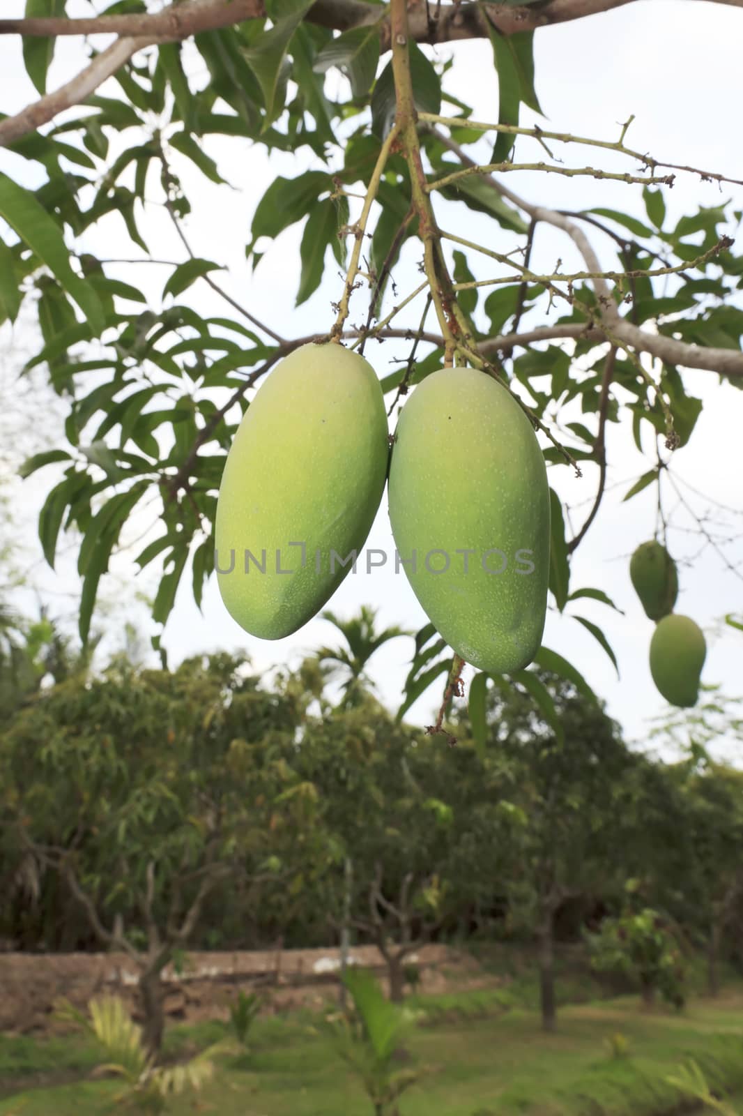 Close-up of mangoes on the branch of a tree.