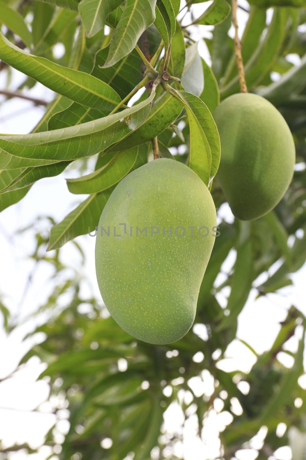 Close-up of mangoes on the branch of a tree.