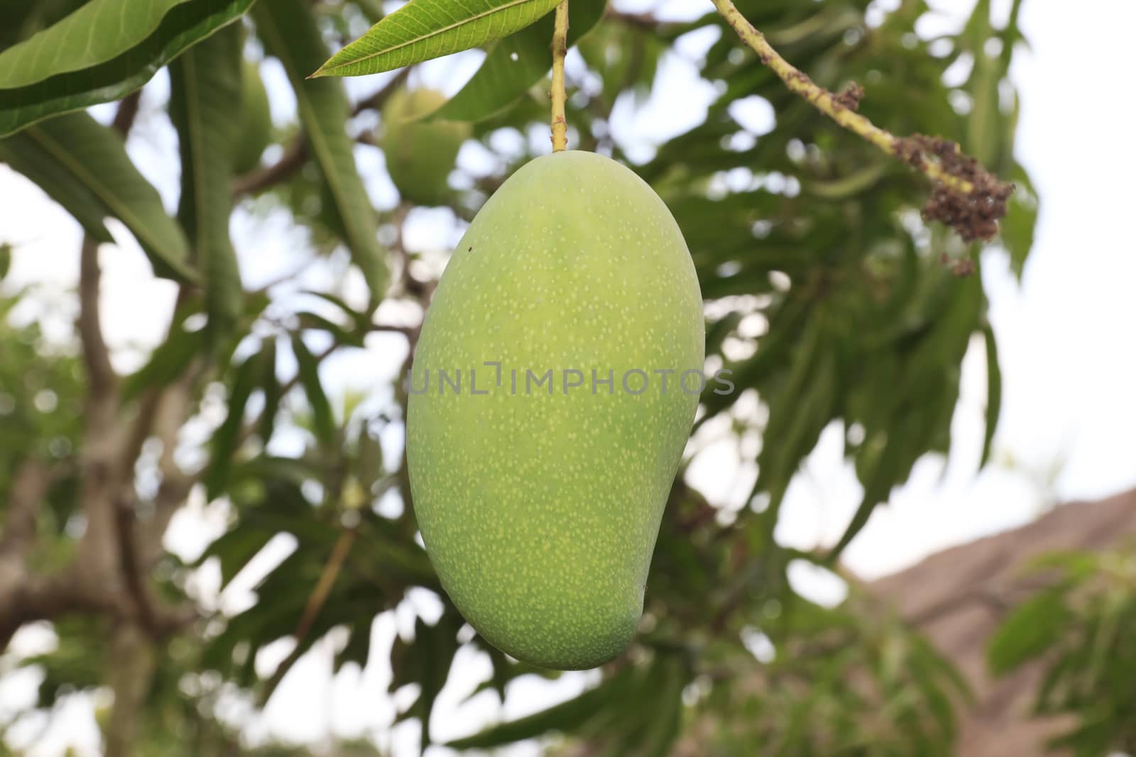 Close-up of mangoes on the branch of a tree.