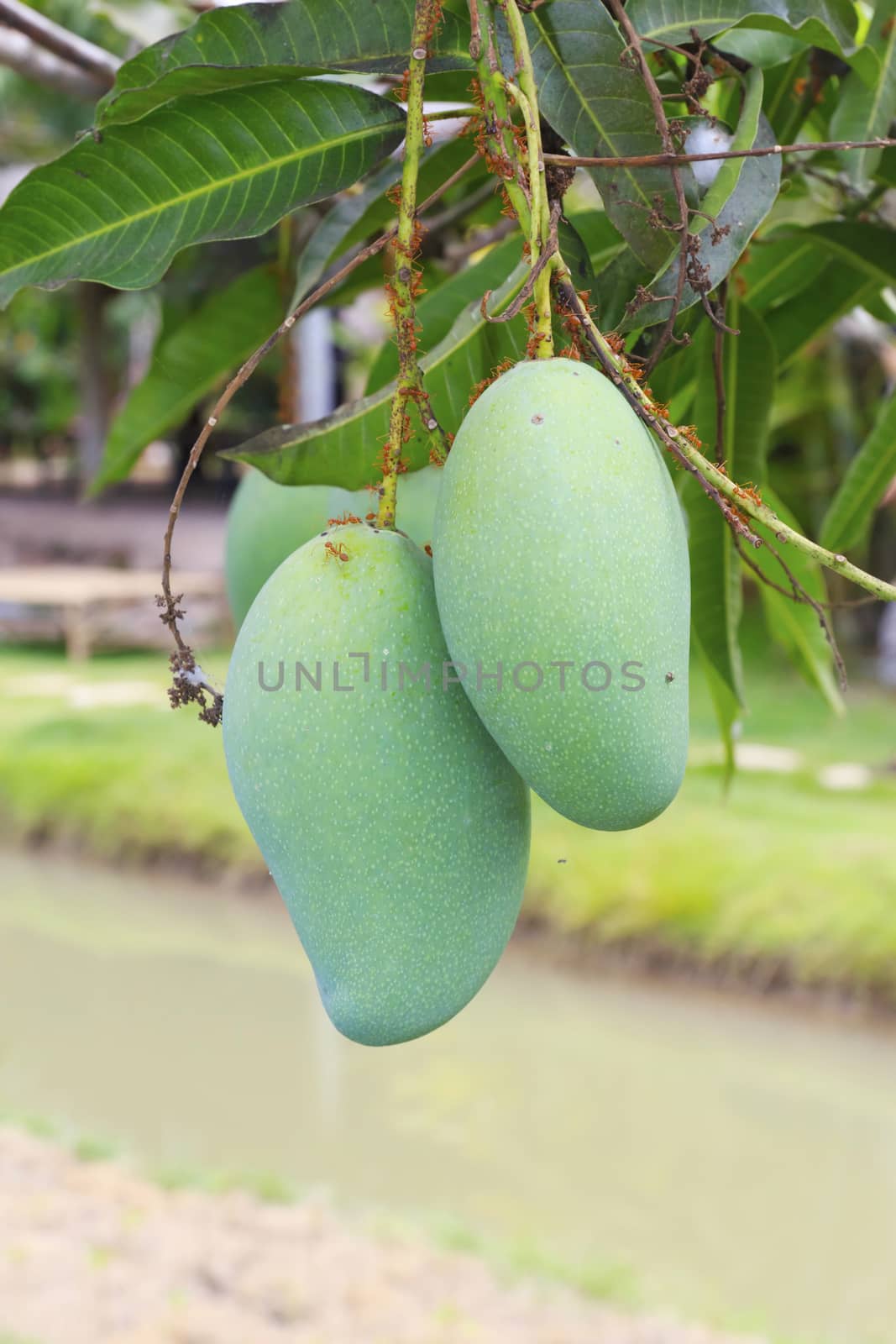 Close-up of mangoes on the branch of a tree.