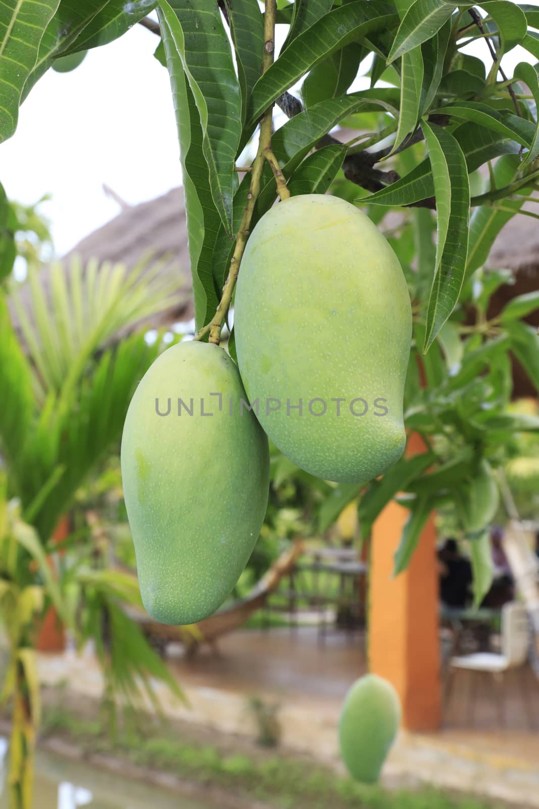 Close-up of mangoes on the branch of a tree.