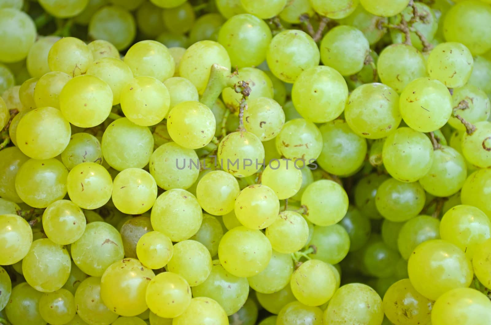 Green Grape by kobfujar