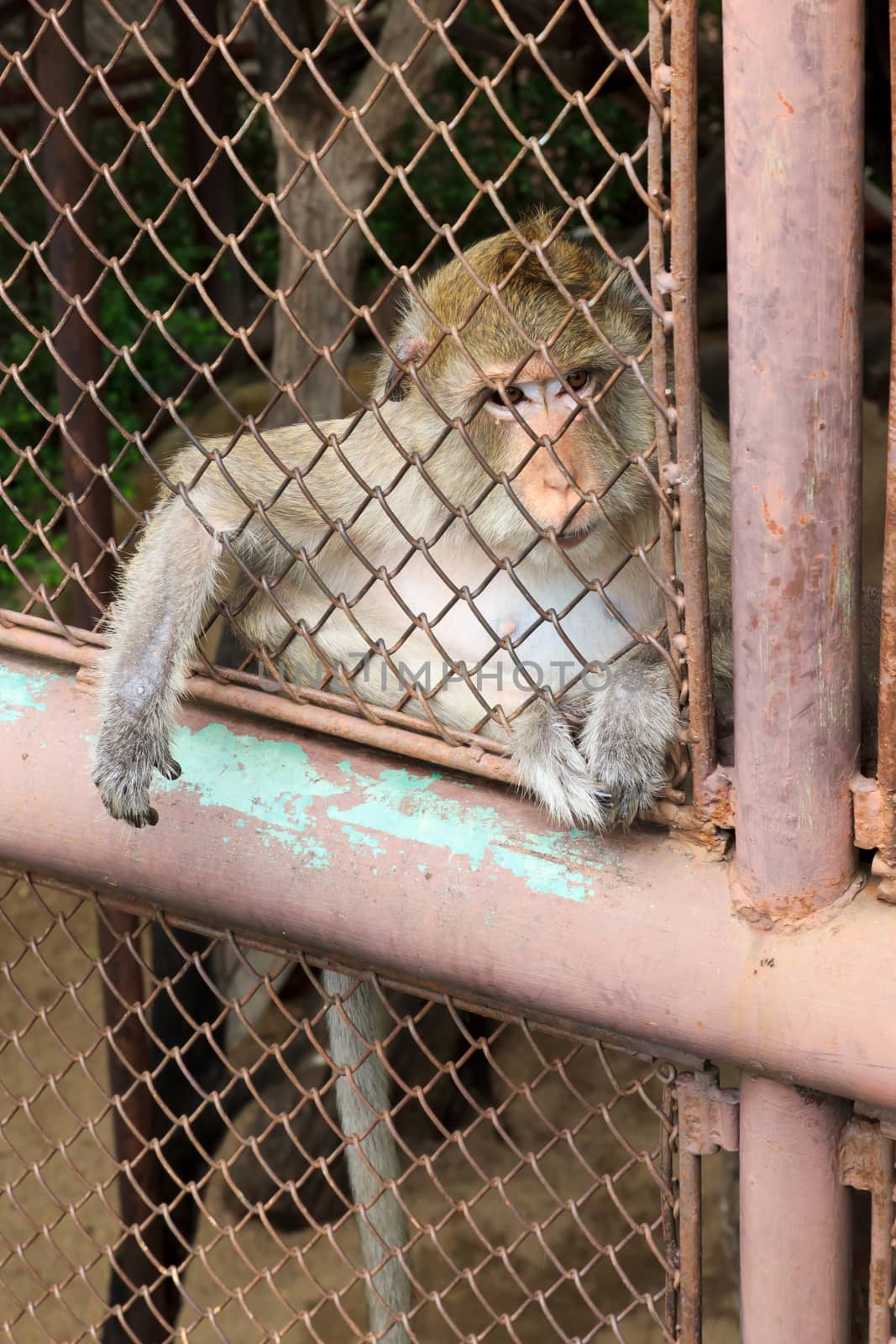 The poor monkey alone in a cage.