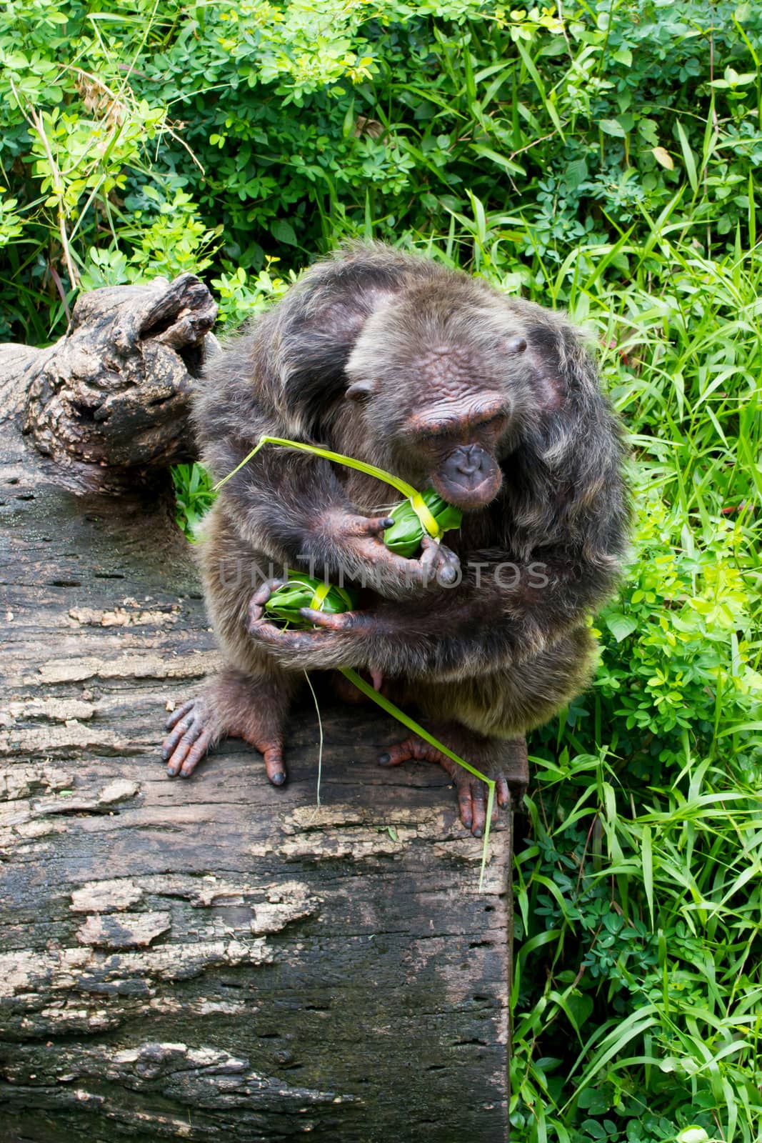 Monkey was carrying food wrapped in banana leaves.